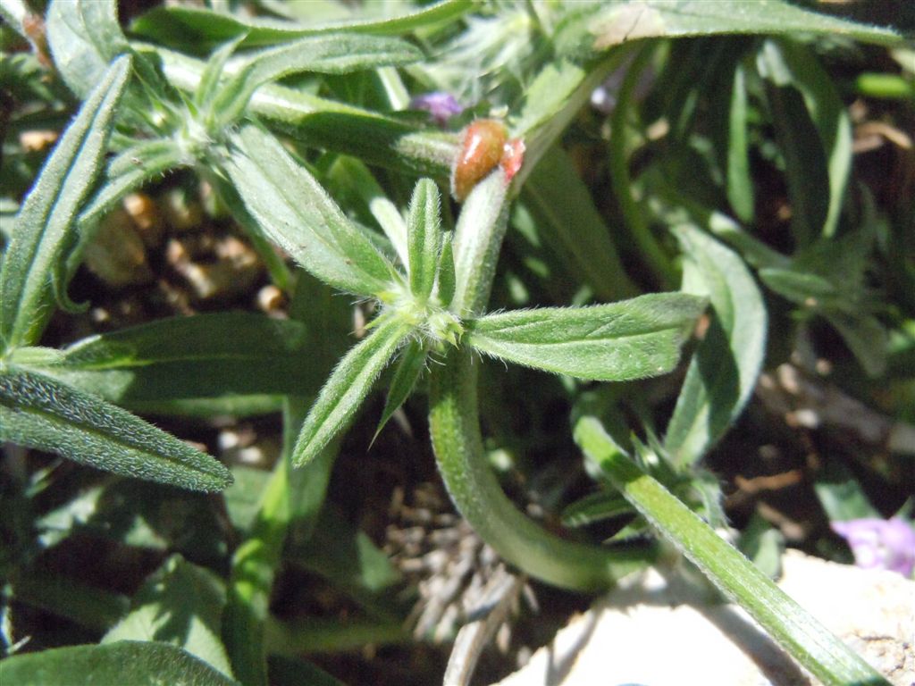 Colle Rotondo (AQ) : Galeopsis angustifolia